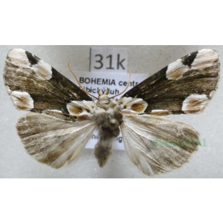 Thyatira batis (Linnaeus, 1758) Plamówka malinówka Czech31k